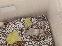 Hamster 2 adet yetişkin