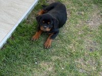 Şecereli ve şeceresiz muhteşem Irk rottweiler