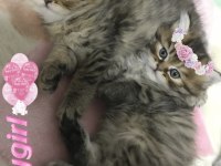 Safkan Chinchilla