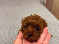 Kore toy poodle teacup