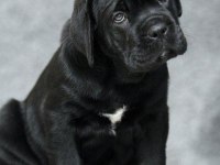 Safkan Cane Corso İtaliano