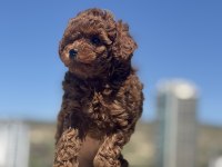 Wc eğitimli redbrown toy poodle yavrularımız