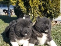 Safkan Amerikan Akita