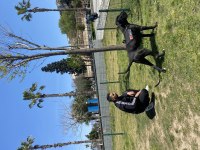 Eğitimli cane corso dişi 2 yaşında