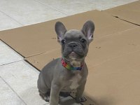 2.5 Aylık French Bulldog Fawn