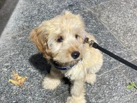 Goldendoodle