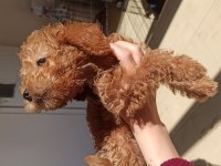 Yavru 2 aylık red Brown toy poodle cinsi dişi bihter