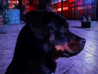 10 AYLIK DİŞİ ŞAMPİYON YAVRUSU ROTTWEİLER SAFKAN