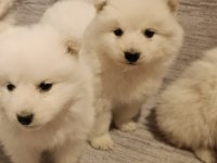 Safkan Samoyed Yavrular