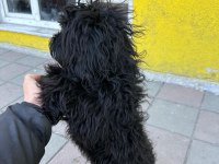 Maltipoo Oğlumuz Pablo
