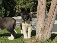Mükemmel Amerikan Akita