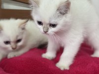 Karbeyaz mavi gözlü british shorthair yavrularımız