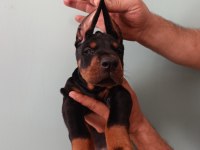 Üst düzeyde a şecere a kalite doberman