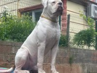 Güç sevenlere american bulldog yavrularımız