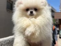 Pomeranian Boo bebekler