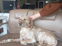 EĞİTİMLİ AV KÖPEĞİ
