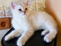 British yavru erkek