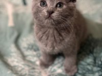 Erkek Yavru Scottish Fold
