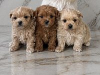 Kuşadasının En Güzel Maltipoo Yavruları