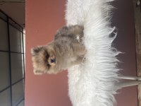 Pomeranian boo 70 günlük