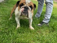 Erkek yetişkin ingiliz bulldog