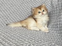 Full şecereli anne babanın oğlu teslime hazır