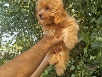 A kalite tüy dökmeyen maltipoo yavrular