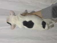 MERLE FRENCH BULLDOG PİED OĞLUMUZ YENİ AİLESİNİ ARIYOR