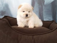 RUHSATLİ ÇİFLİKTEN ÖZEL CHOW CHOW YAVRULARI İSTANBUL