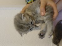 Scottish fold 1 aylık kediler
