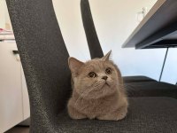 LİLAC BRİTİSH SHORTHAİR KEDİMİZE AİLE ARIYORUZ.