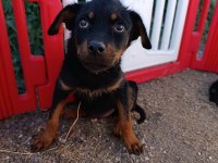 Rottweiler dişi yavrularımız