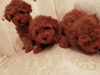 Show kalite redbrown kore toy poodle yavrularımız