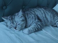 CİNS KEDİMİZİ ÜCRETSİZ OLARAK SAHİPLENDİRİYORUZ