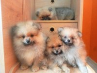 İzmir'de Uygun Pomeranian Boo Yavrular