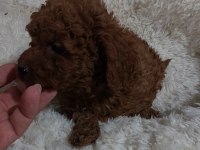 RED BROWN TOY POODLE