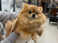 Ayı surat pomeranian boo
