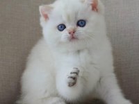 En Sakin Yavrulardan NS1133 British Shorthair 