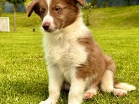 Border Collie Yavruları Aşıları tam 