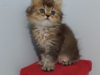 British longhair golden