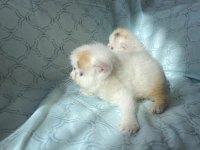 Şampiyon bebekler calico exotic shorthair