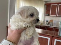 Aşılı garantili terrier bebekler uygun
