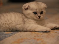 Tatlı scottish fold yavruyu sahiplendiriyorum