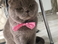 Scottish fold Doby miz 3 yaşında erkek