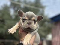 Egzotik French Bulldog Bebekler