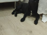 Redro Pug (Nadir kalan ırklardan)