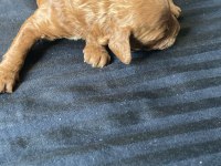 1 dişi ve 1 erkek poodle 10 günlükler rezerveye açıklardır