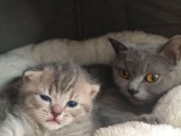 British shorthair kedisi