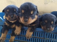 Rottweiler yavru kediler