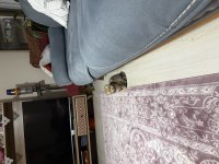 Sahibinden Scottish Fold Kedimiz